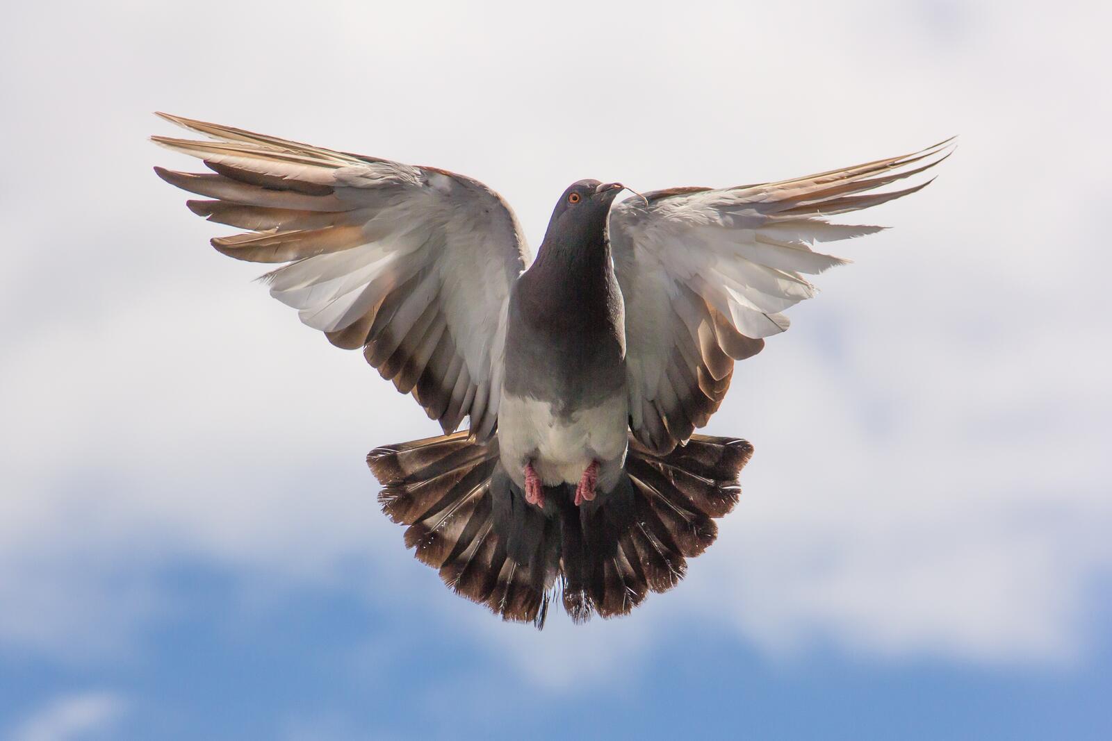 Free photo A lucky shot of a soaring pigeon