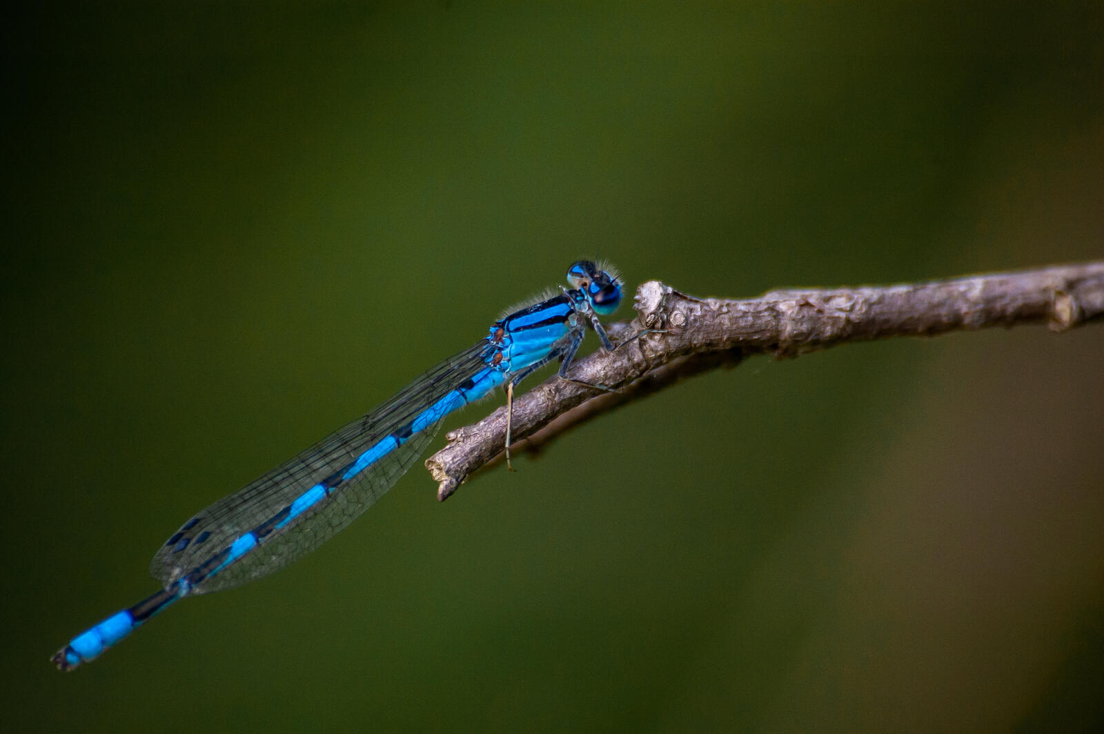 Free photo Blue dragonfly on a small twig