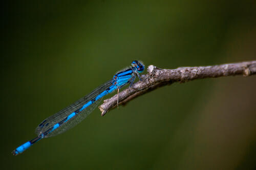 Blue dragonfly on a small twig
