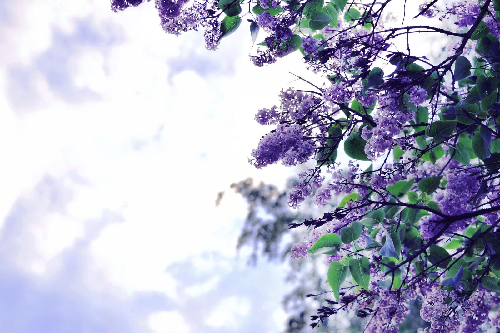 Бесплатное фото Сиреневые цветы на ветках дерева