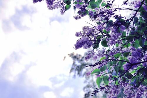 Сиреневые цветы на ветках дерева