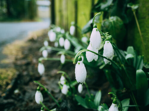 Snowdrops covered in raindrops.