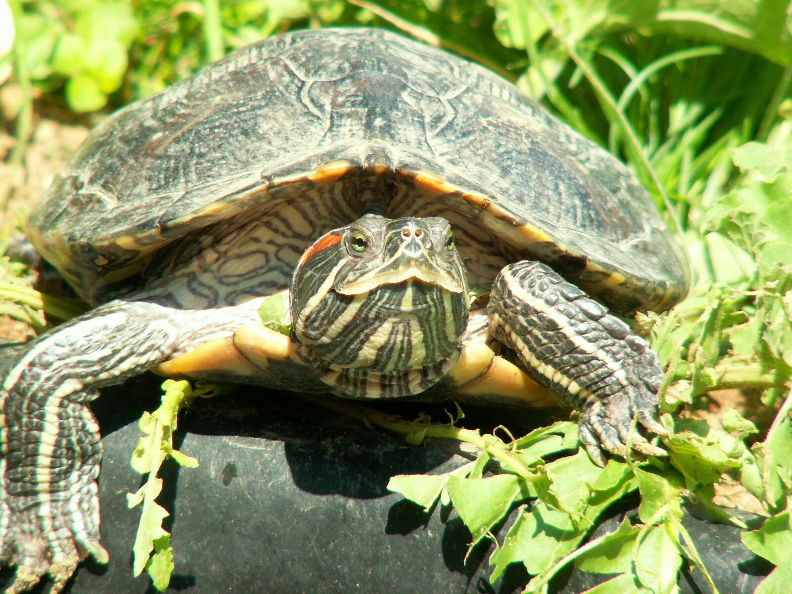 Бесплатное фото Большая красноухая черепаха