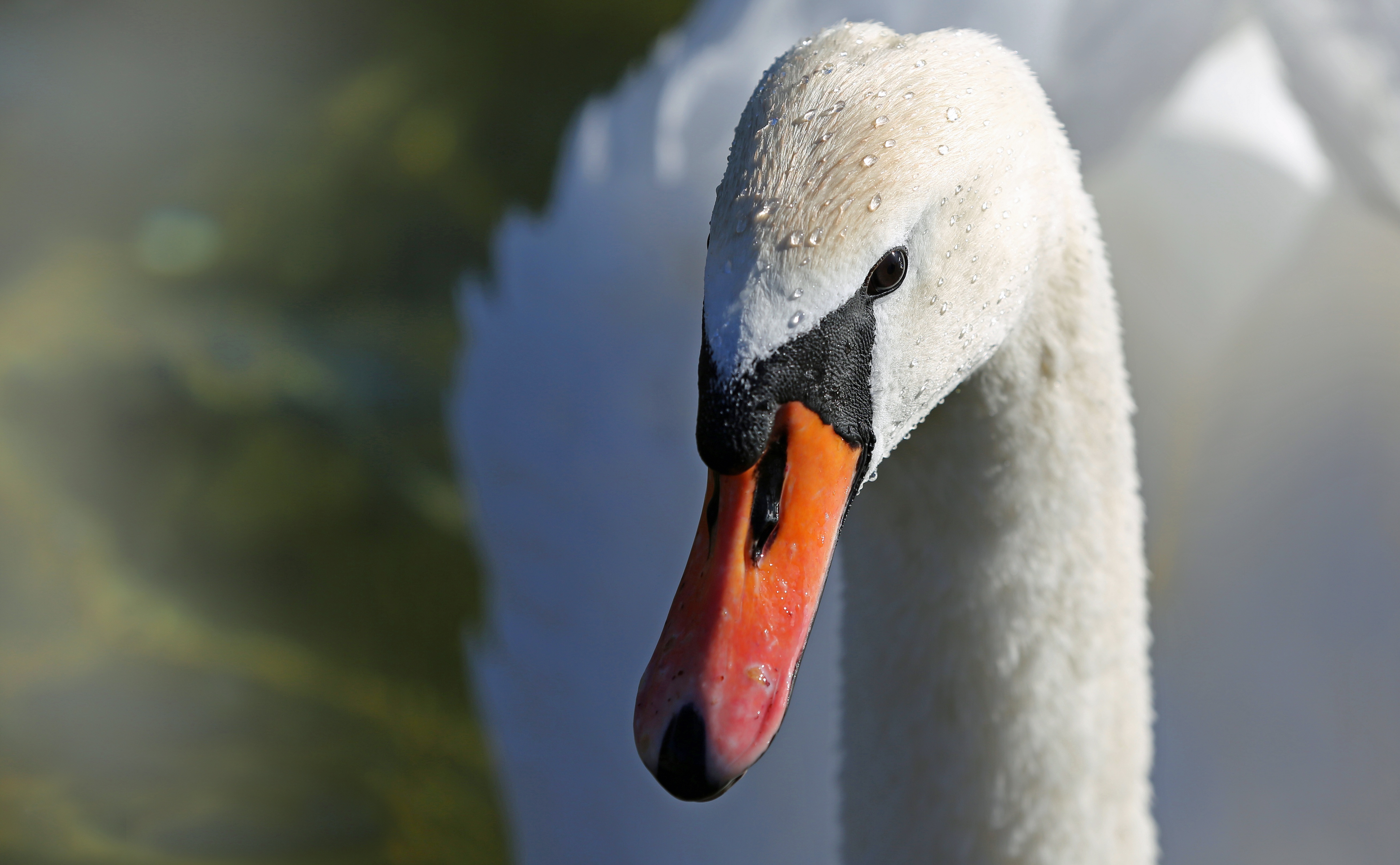 Free photo A close-up of a swan`s head