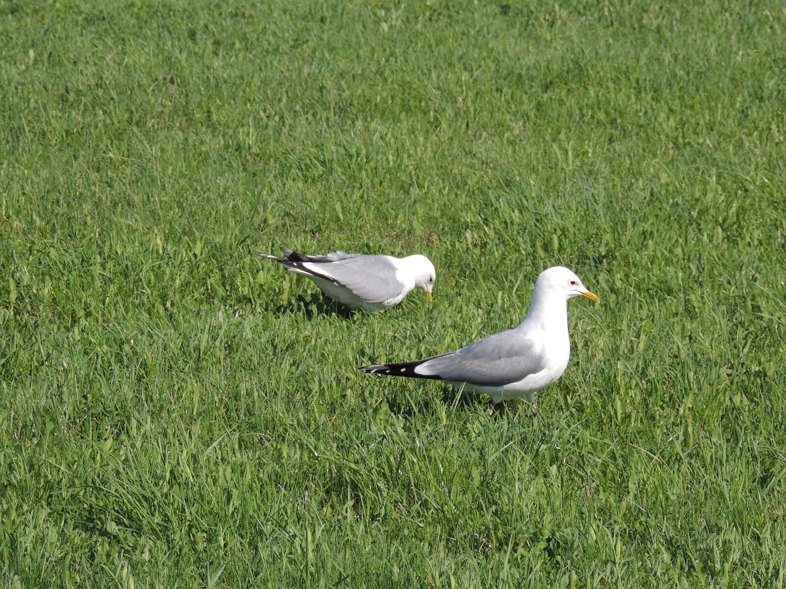 Free photo Seagulls on green grass