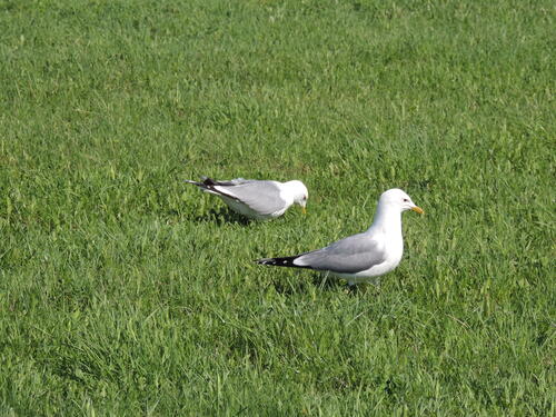 Чайки на зелёной траве
