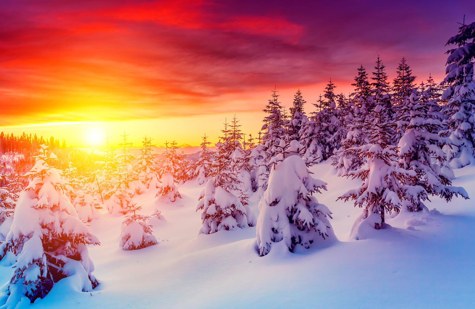 Free photo Red sunset in a coniferous forest