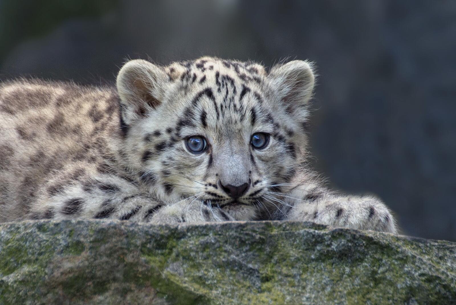 Free photo Kitten of the snow leopard