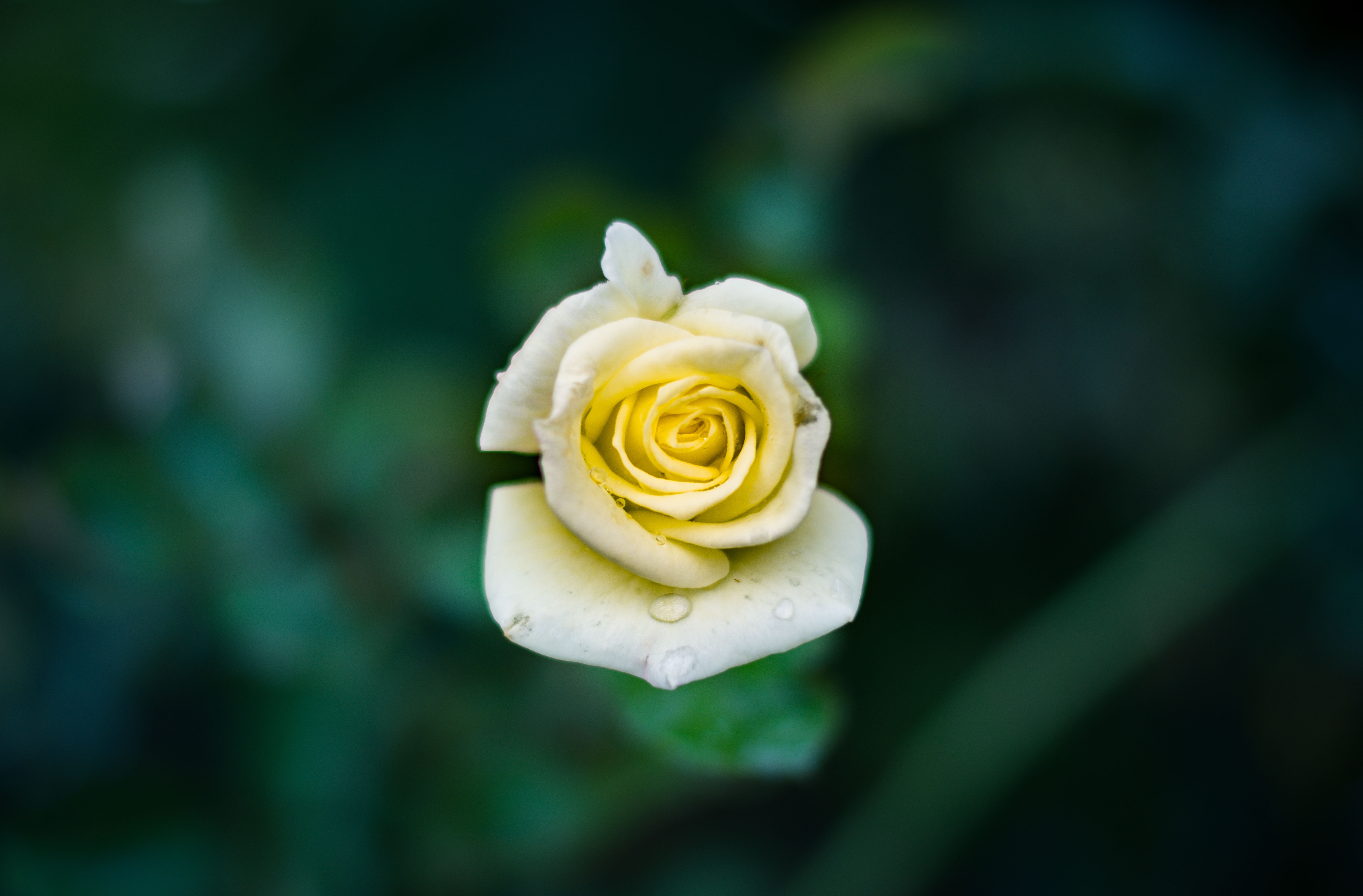 Бесплатное фото Одинокая белая роза на размытом зеленом фоне