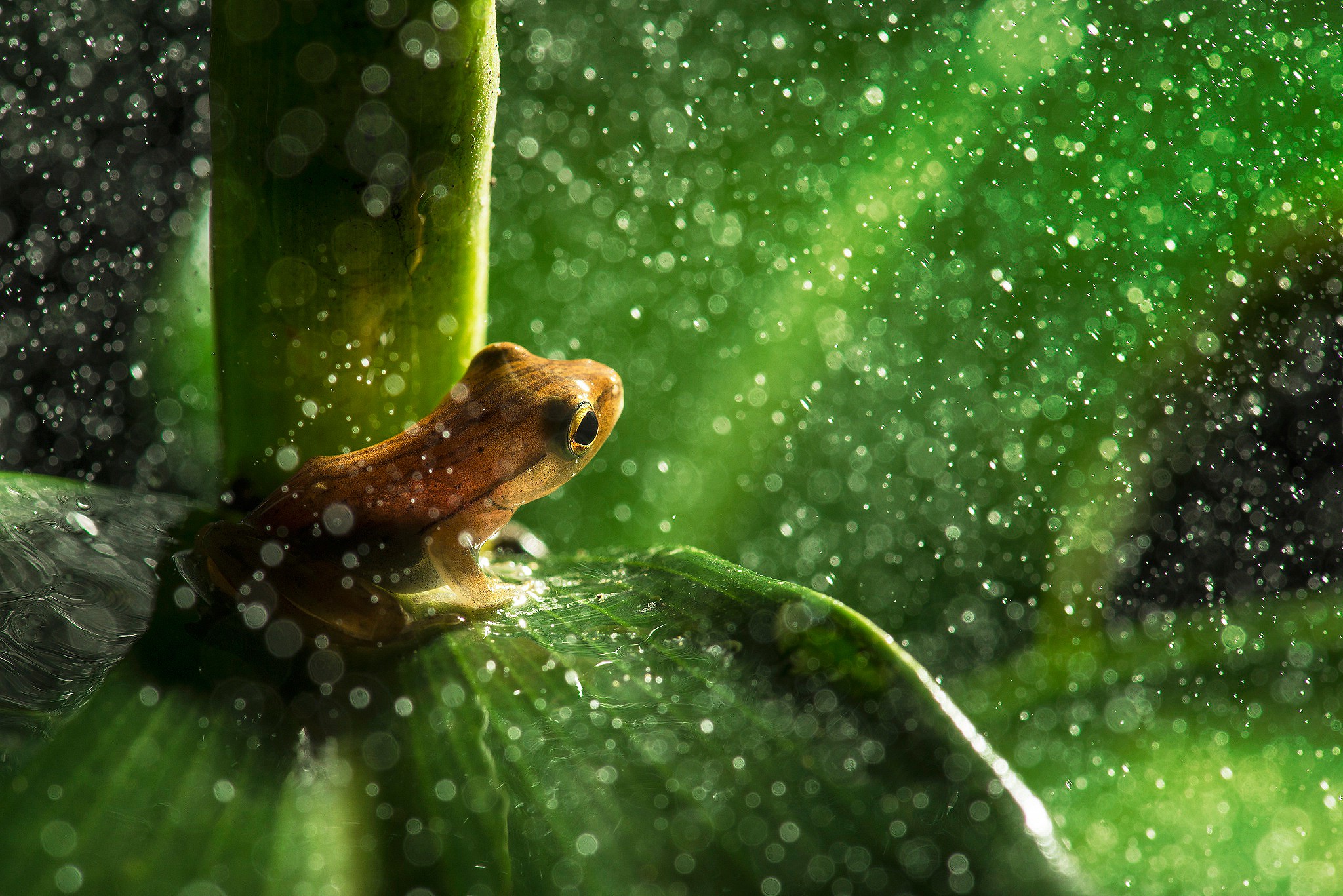Wallpapers amphibian animals boke on the desktop