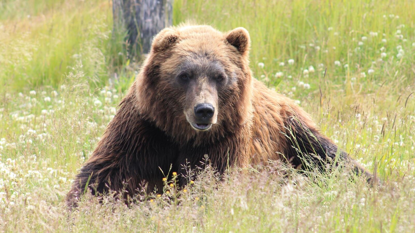 Бесплатное фото Ленивый бурый медведь лежит на травке