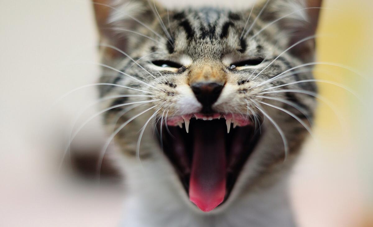 Portrait of a yawning kitten