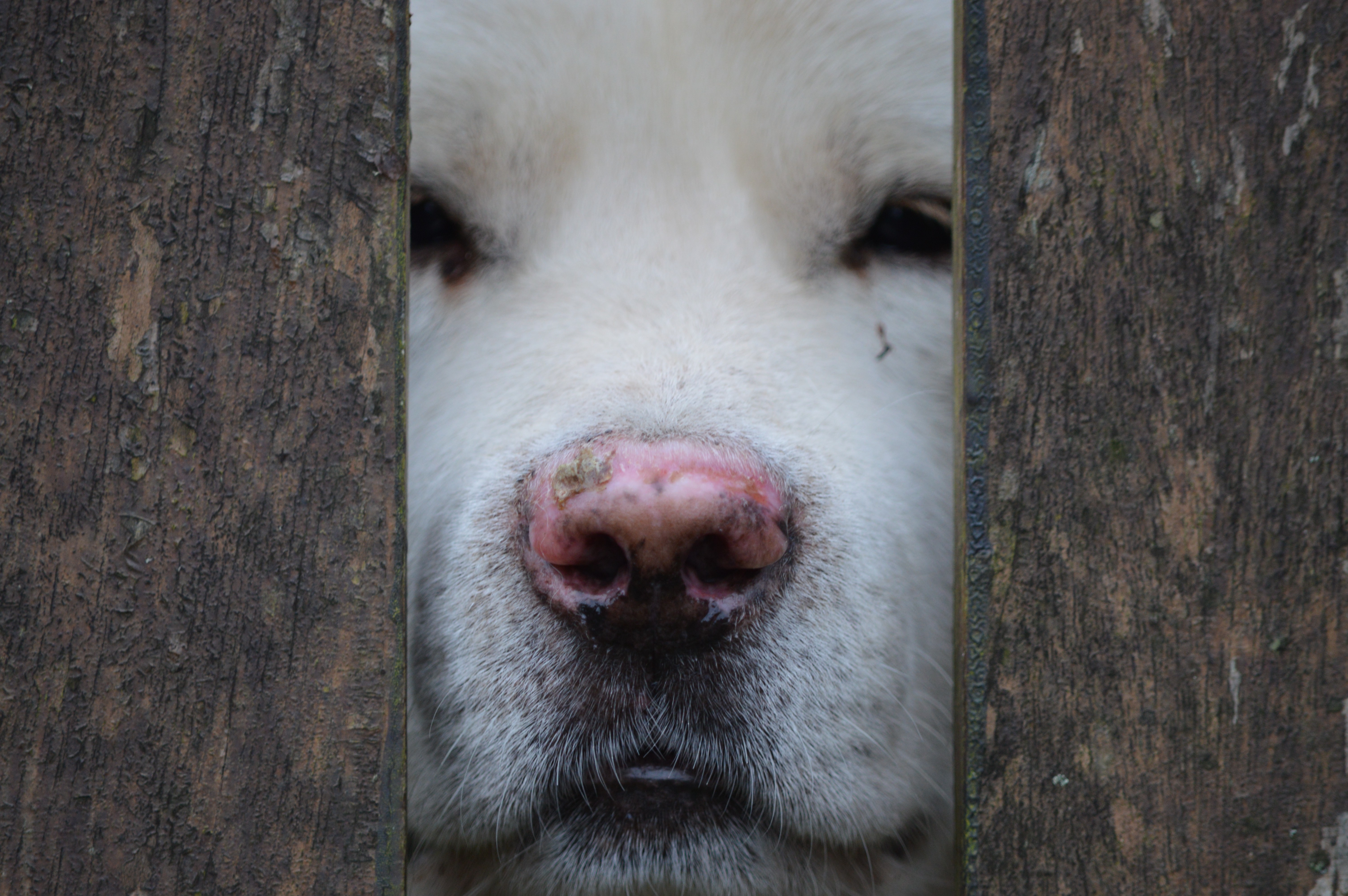 免费照片狗正透过栅栏的缝隙张望