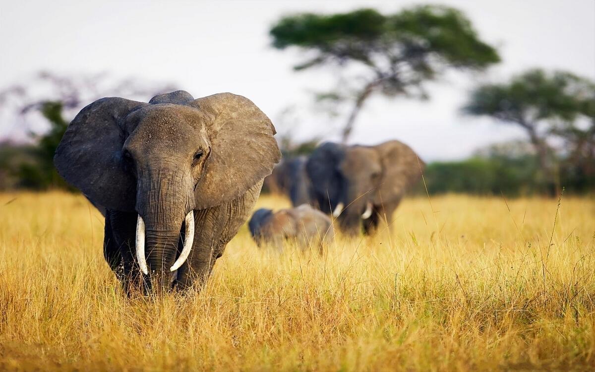 An African elephant family walking through tall grass