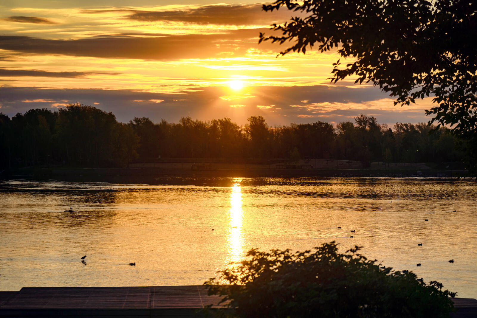 Бесплатное фото Летнее утро на реке с утками