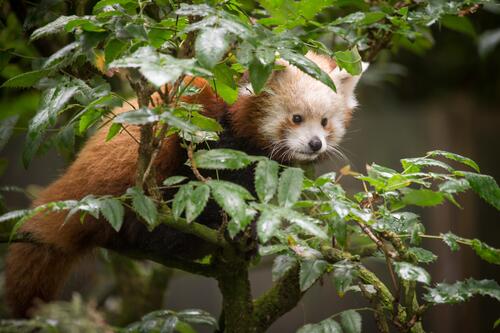 Красная панда забралась на дерево и сидит на ветке