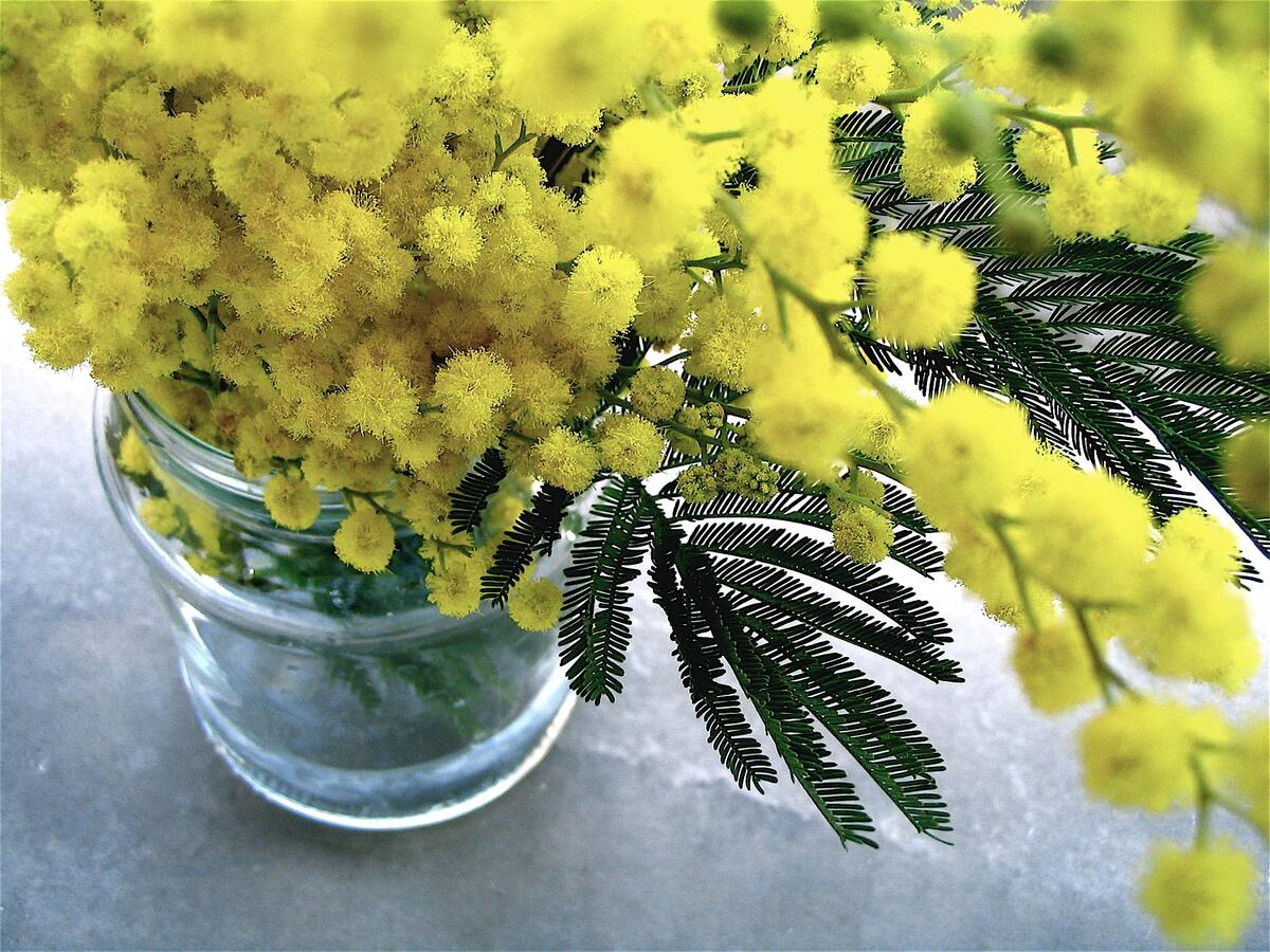 Желтые цветочки в виде шариков