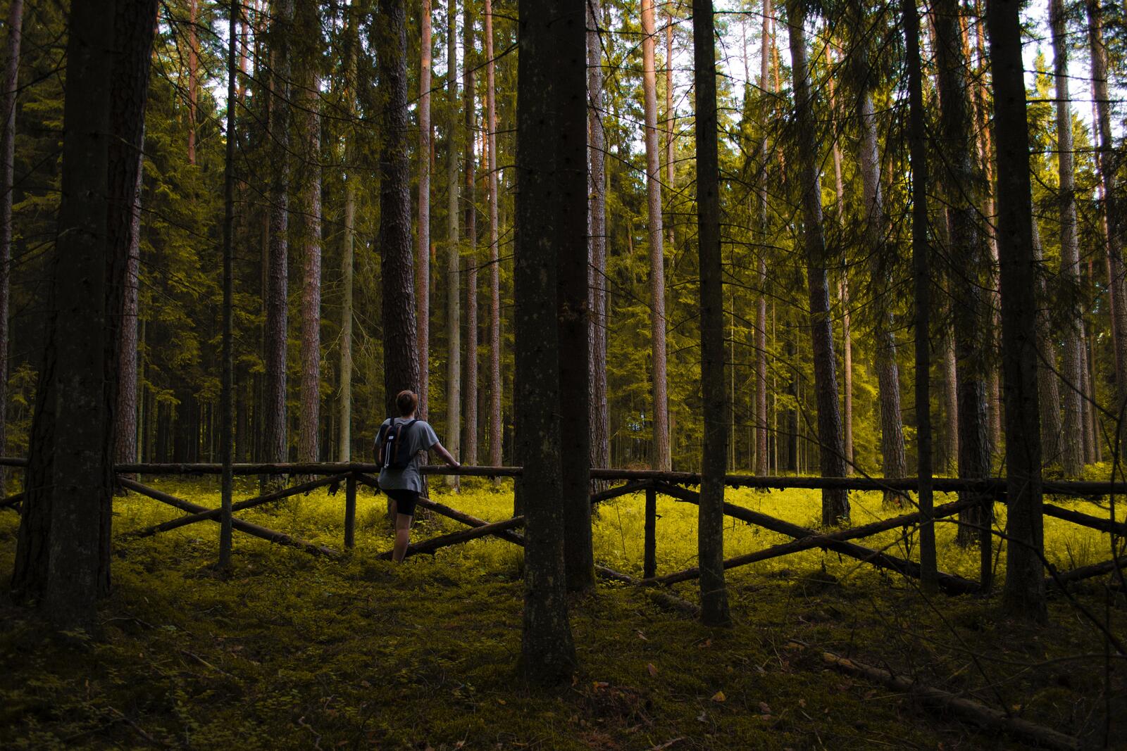 Бесплатное фото Парень гуляет по хвойному лесу
