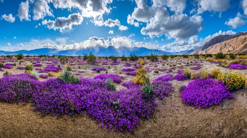 Большие кустарники с полевыми цветами фиолетового и желтого цвета в Калифорнии