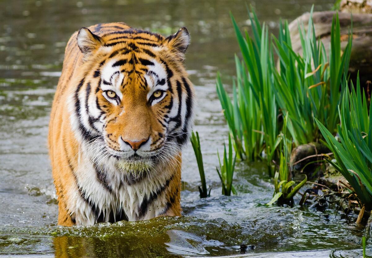 A tiger crossing a river