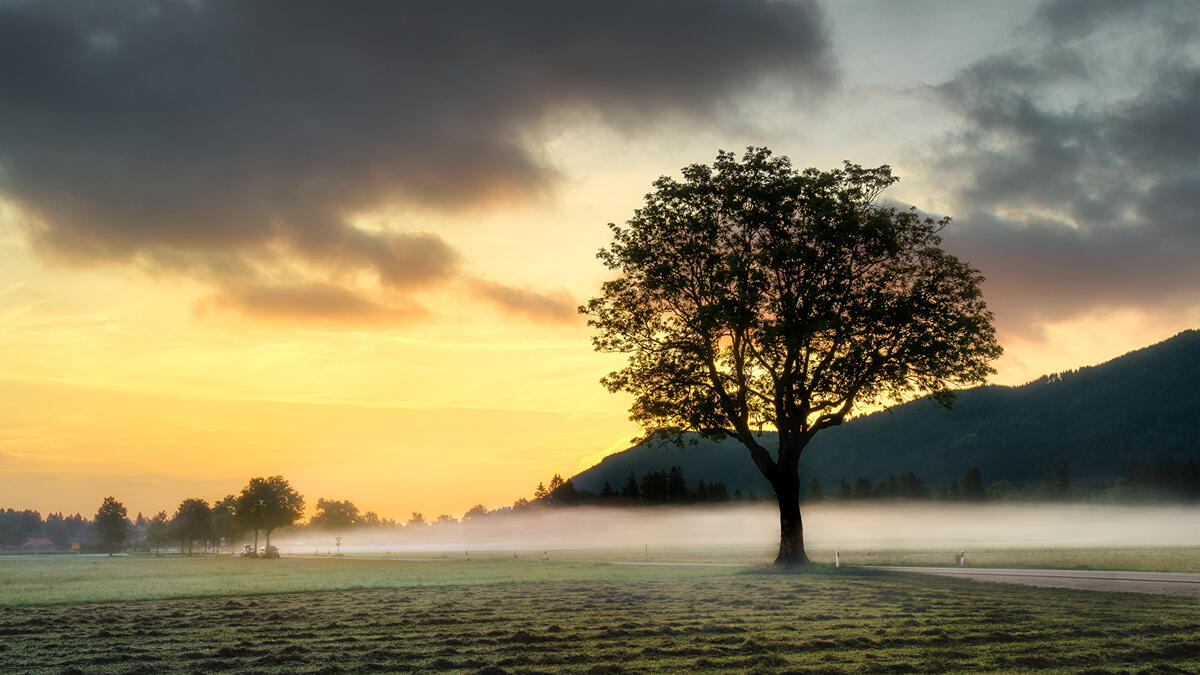 Одинокое дерево на утреннем поле с туманом