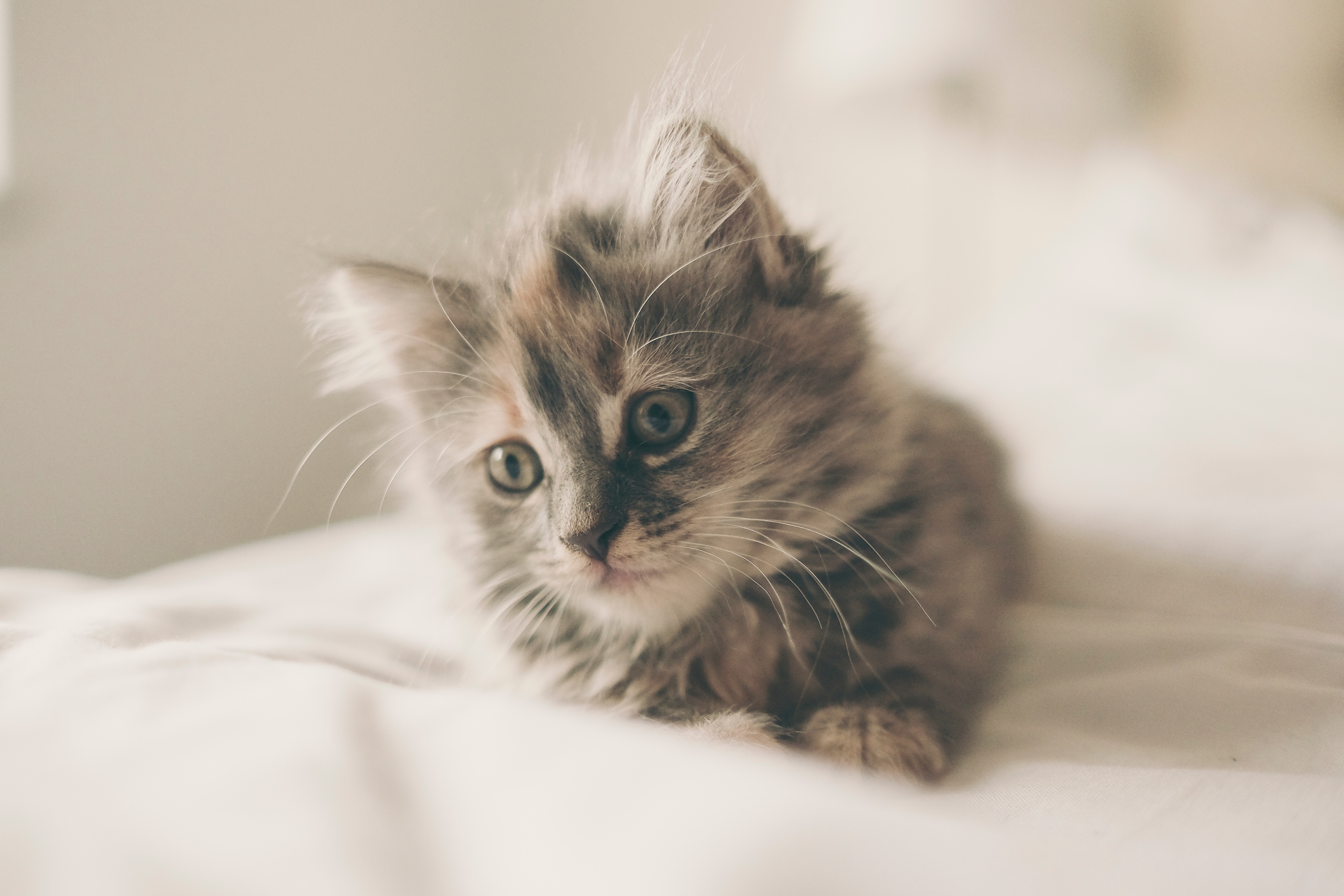 一只毛茸茸的小猫躺在床上