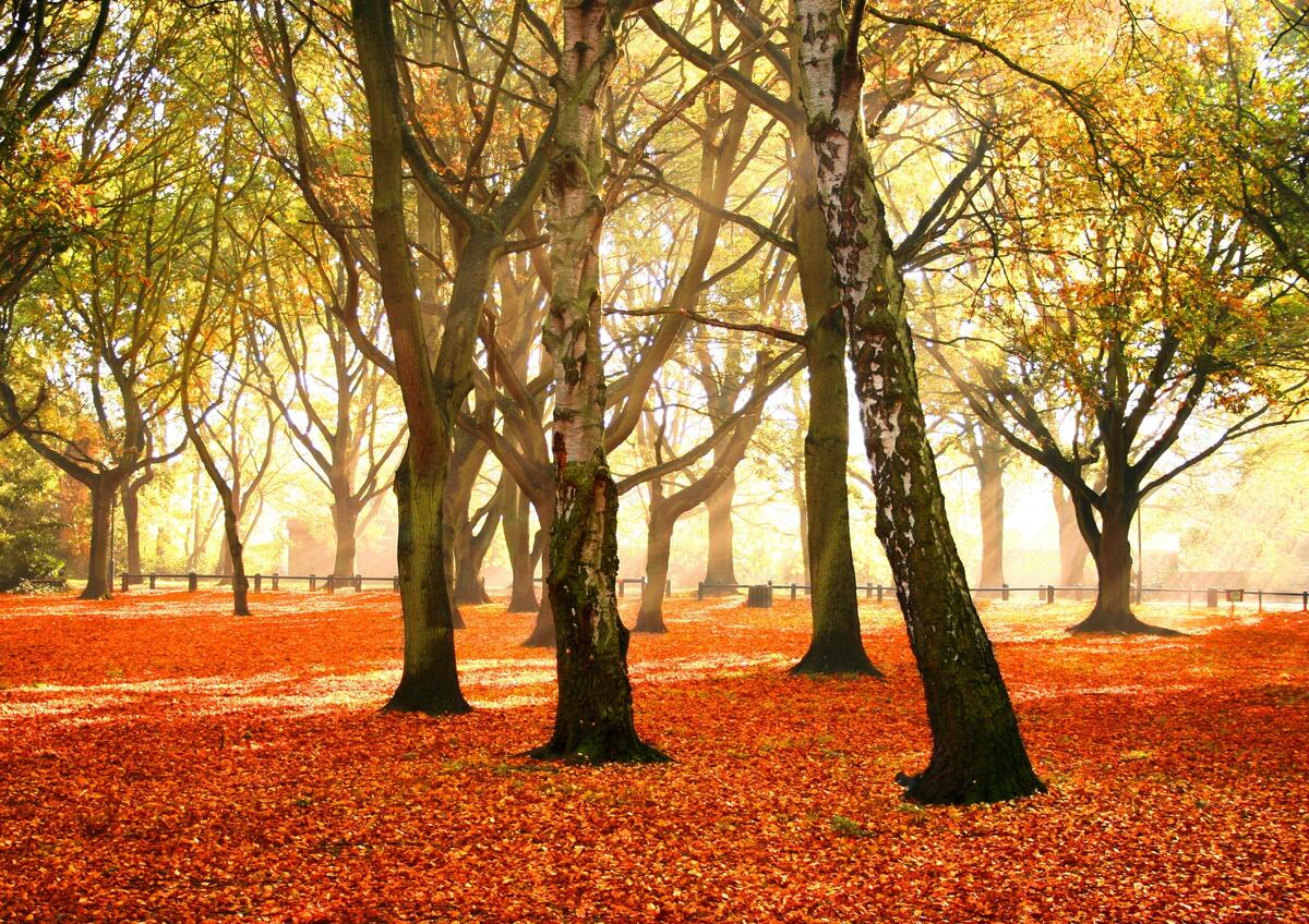 Autumn park with birch trees