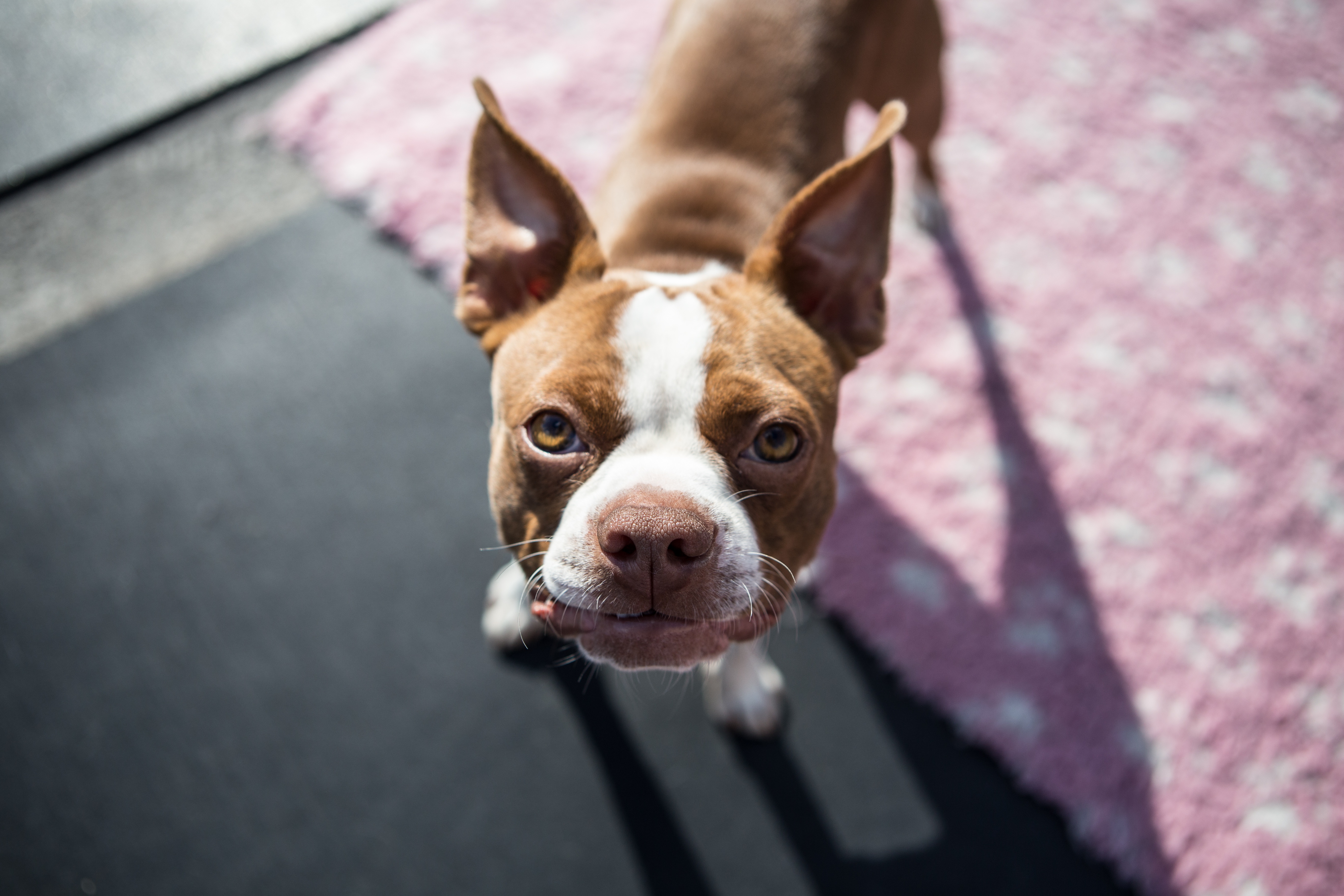 Фото бесплатно собака, бостонский терьер, щенок