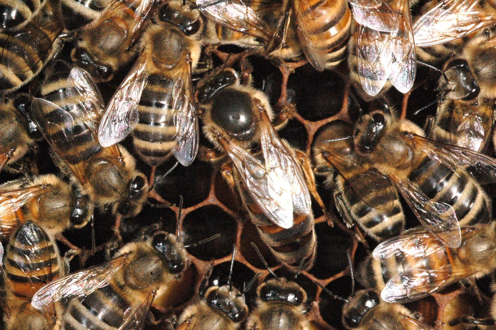 Обои насекомое пчела улей на рабочий стол