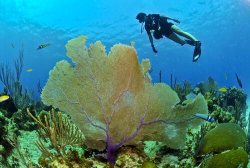 A diver admires the sea coral