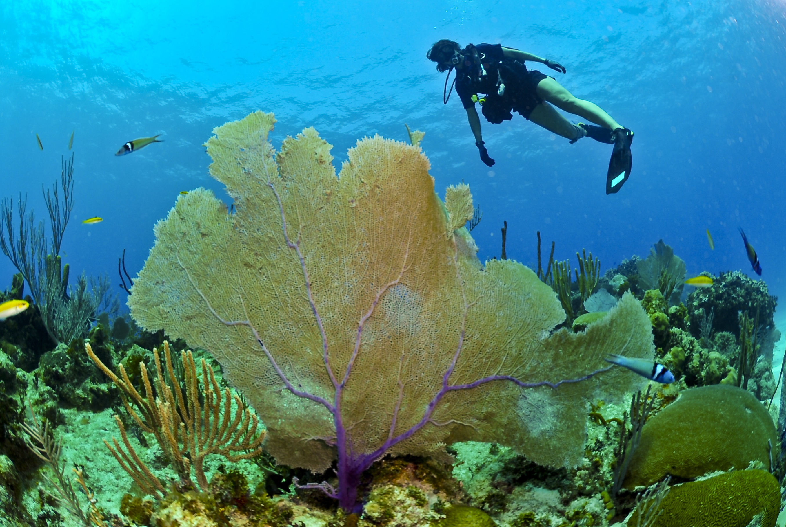 免费照片一名潜水员在欣赏海珊瑚。