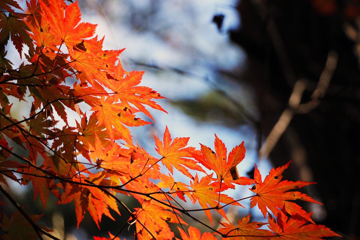 Orange-colored maple leaves