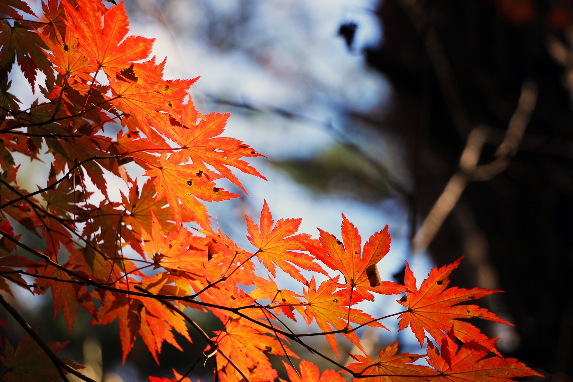 Free photo Orange-colored maple leaves