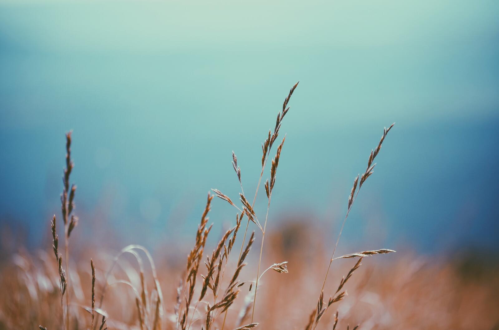 Бесплатное фото Осенняя трава на поле