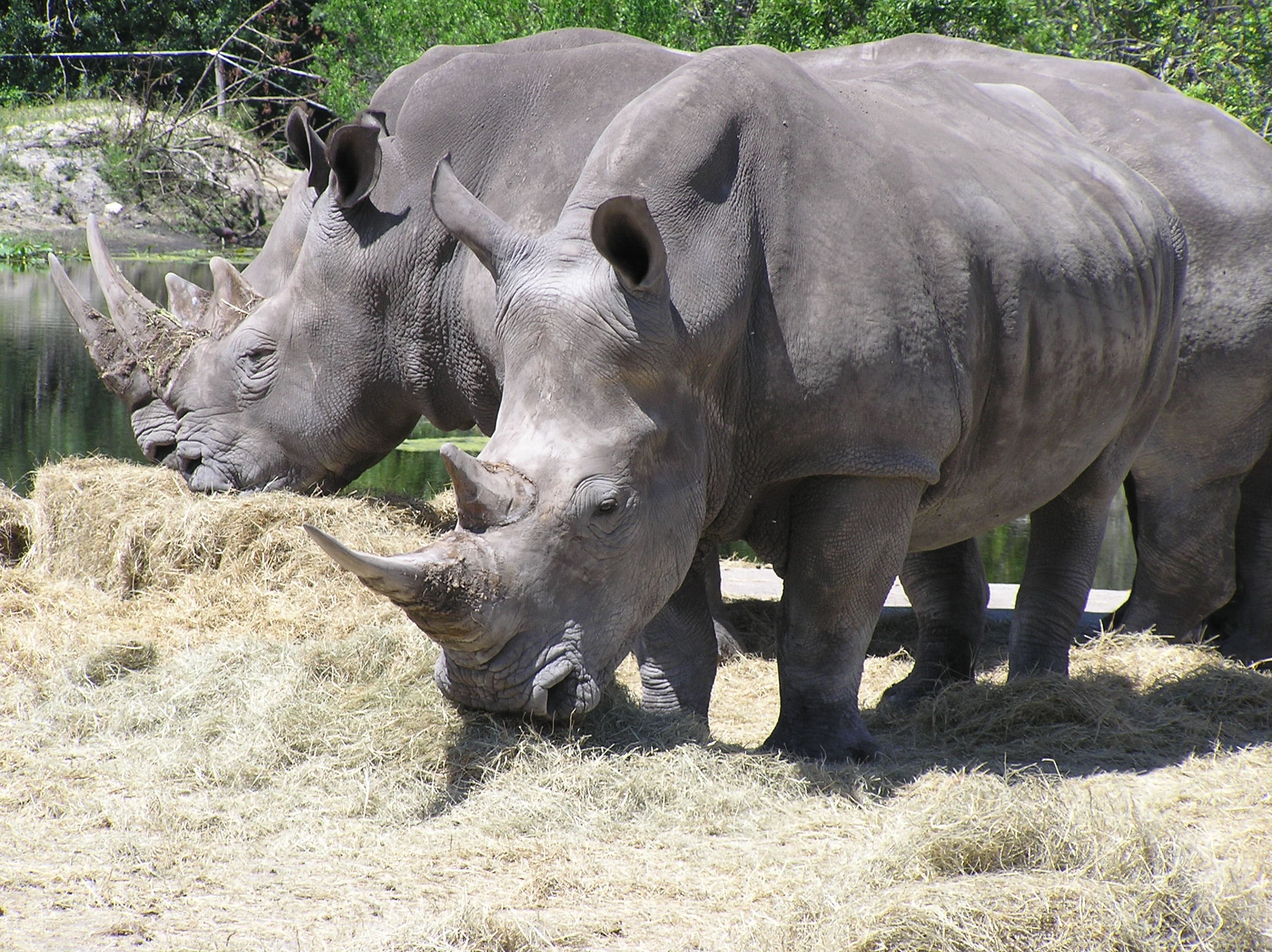 Носороги едят сено
