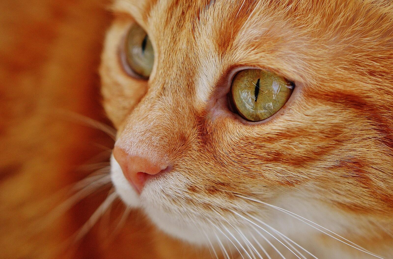 Бесплатное фото Мордашка рыжего кота
