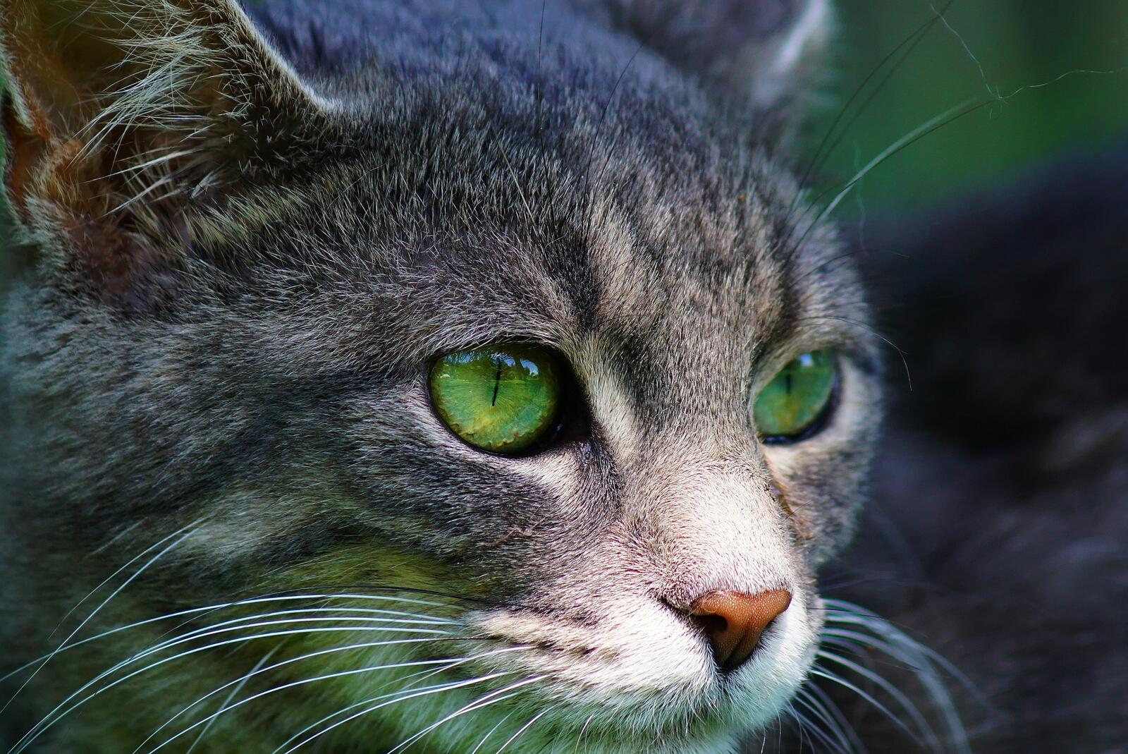 Free photo Green-eyed kitty