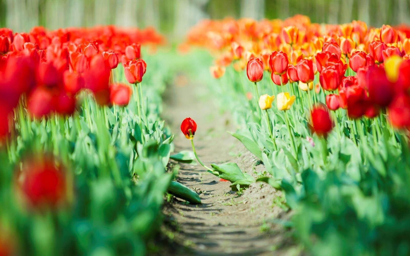 Бесплатное фото Грядки с красными тюльпанами