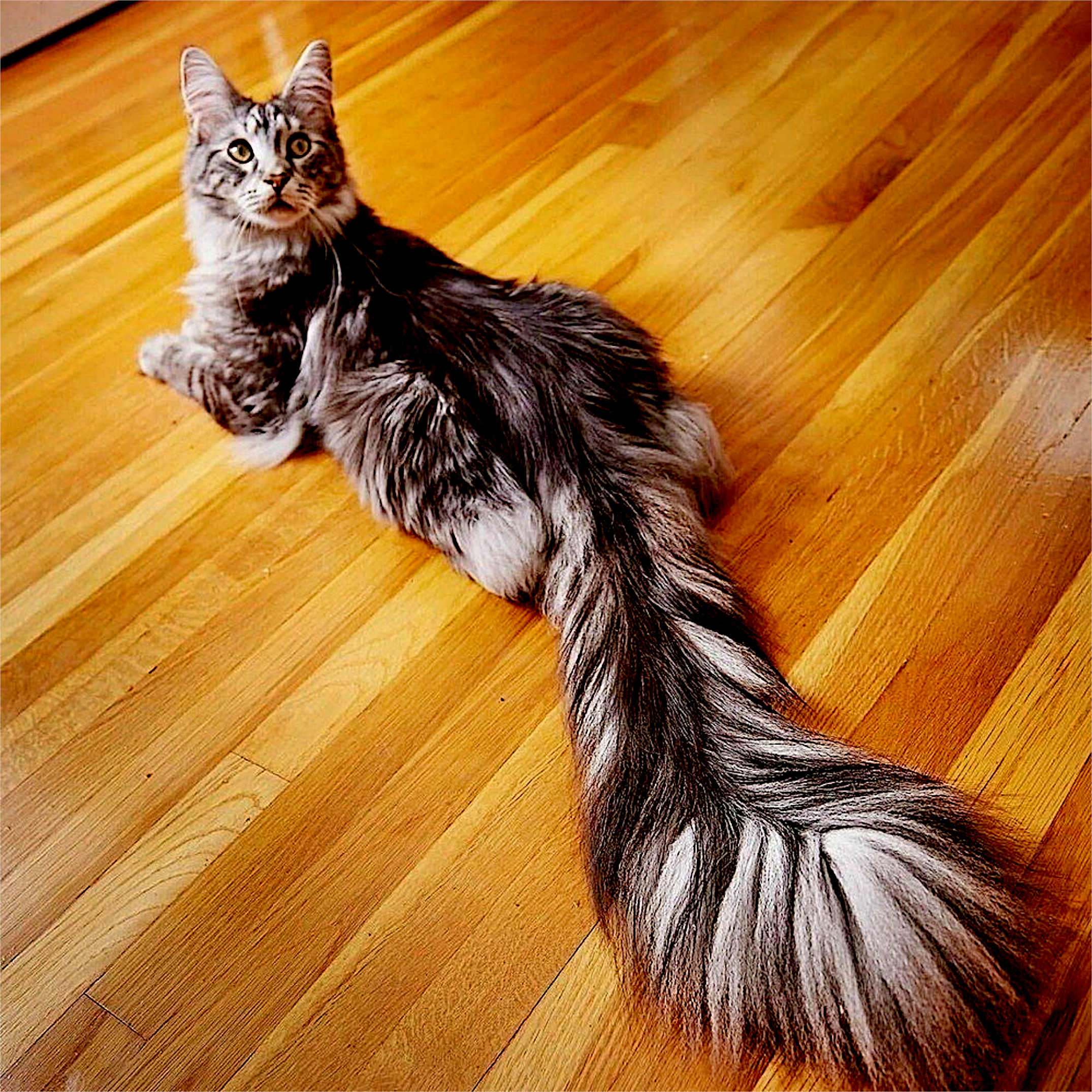 Wallpapers cat a tail furry on the desktop
