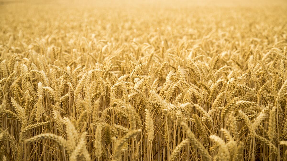 A large wheat field