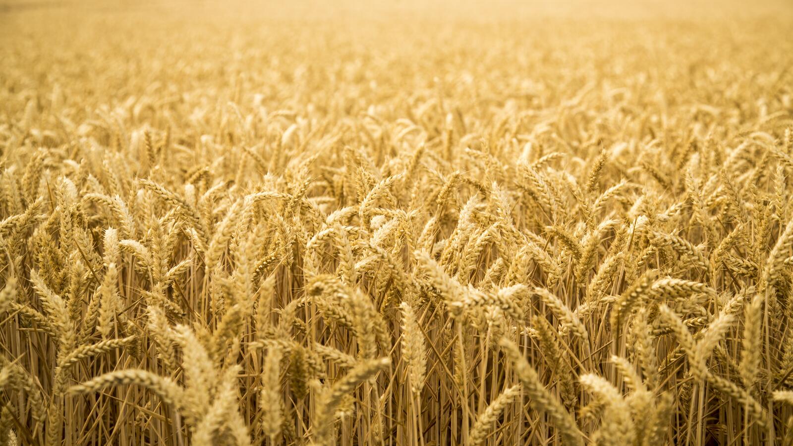 Free photo A large wheat field