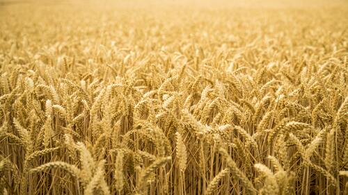 Большое пшеничное поле