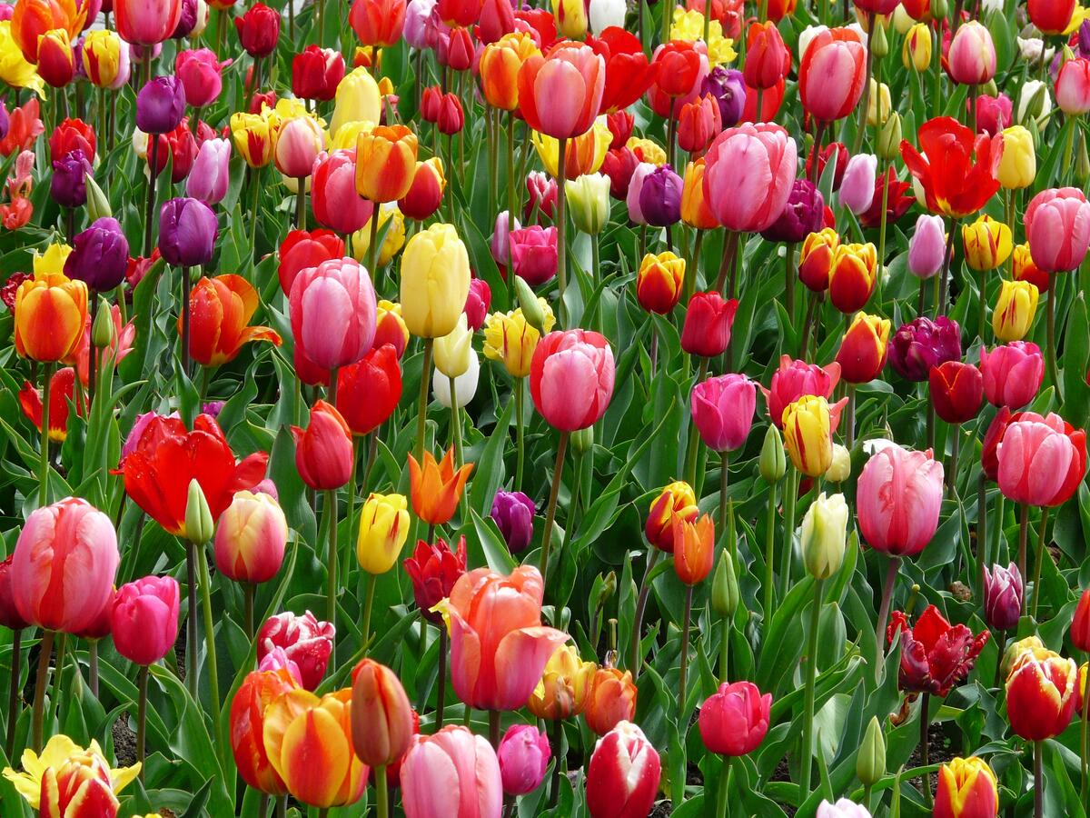 A field of colorful tulips and green grass