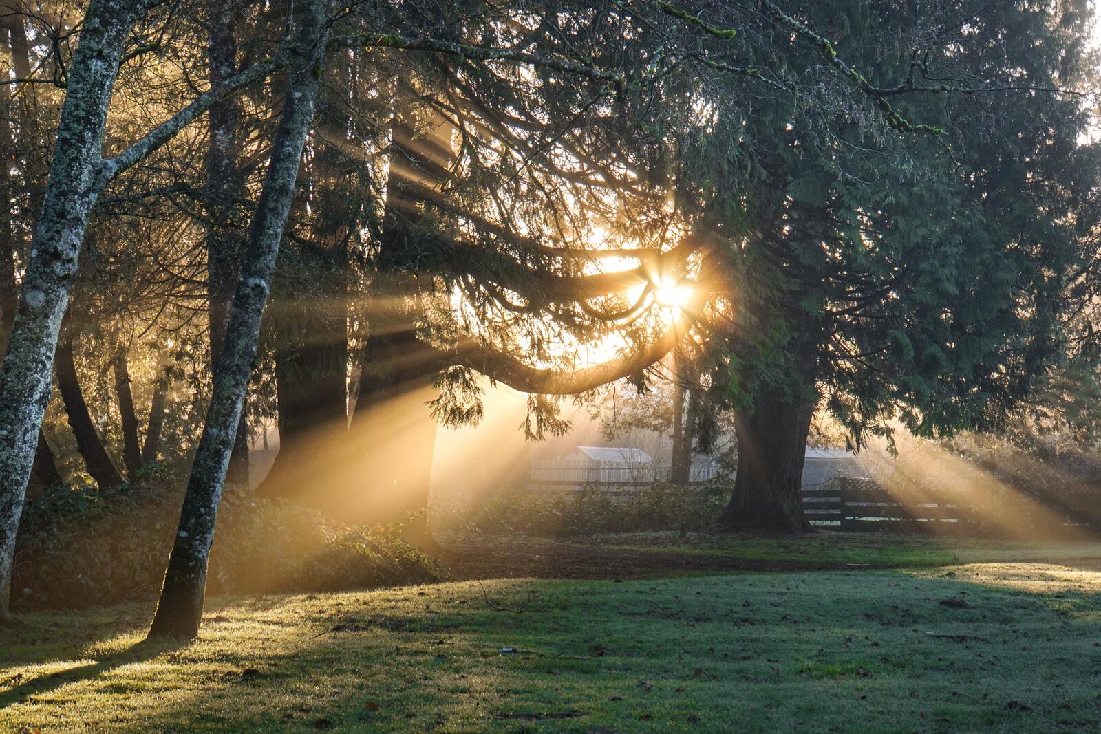 Бесплатное фото Солнце встает из-за дерева