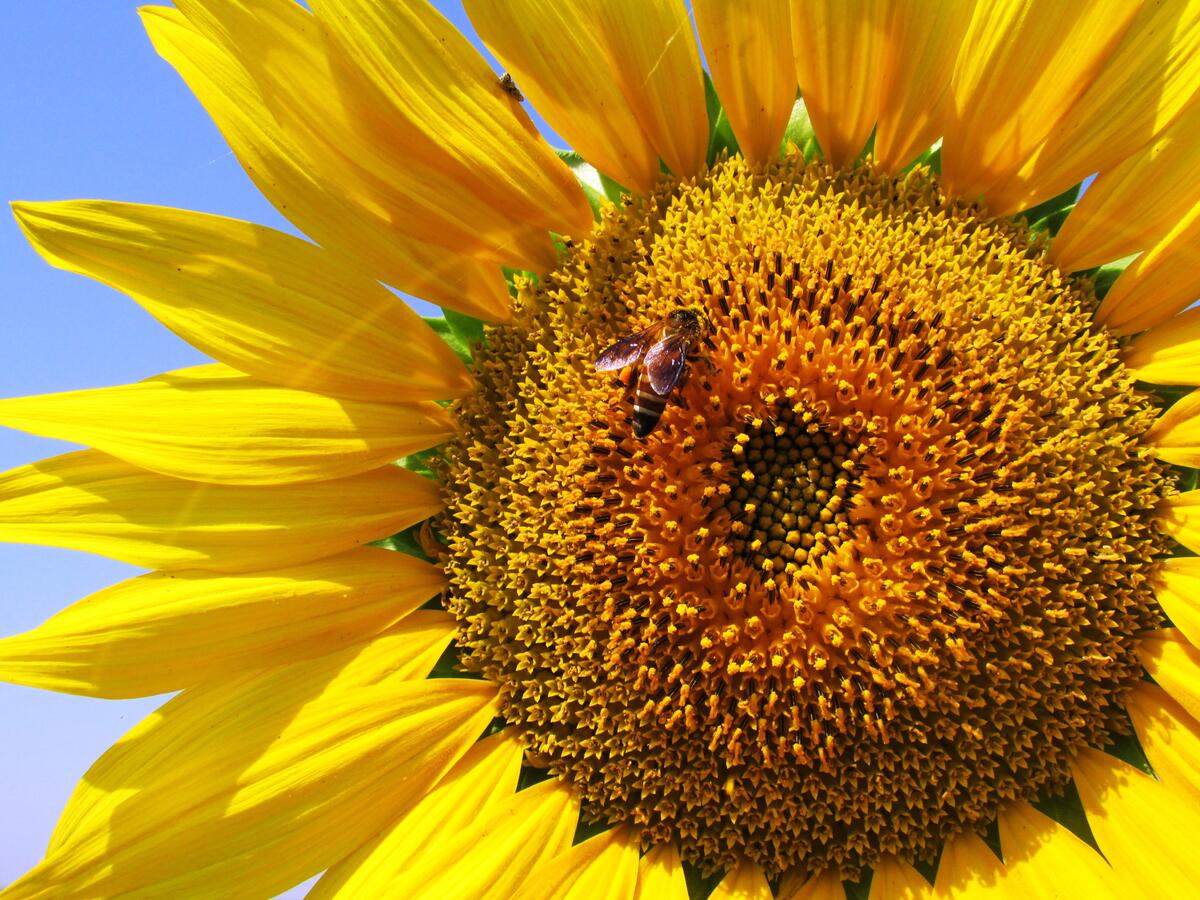 一只黄蜂在黄色的向日葵上采蜜。