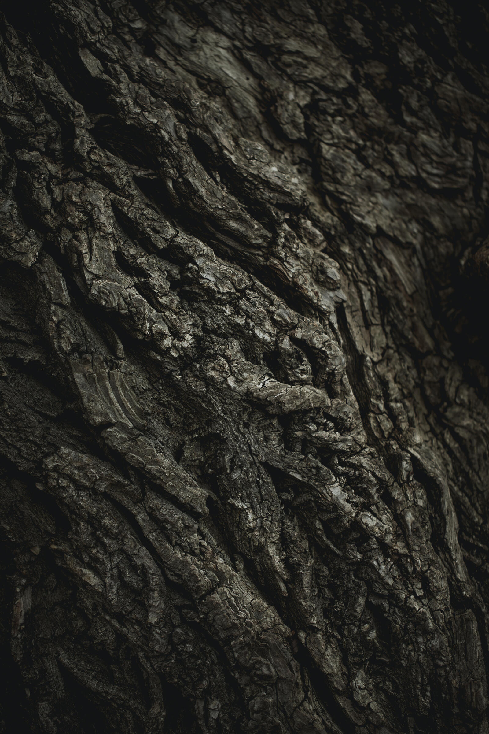 Wallpapers crust tree texture on the desktop