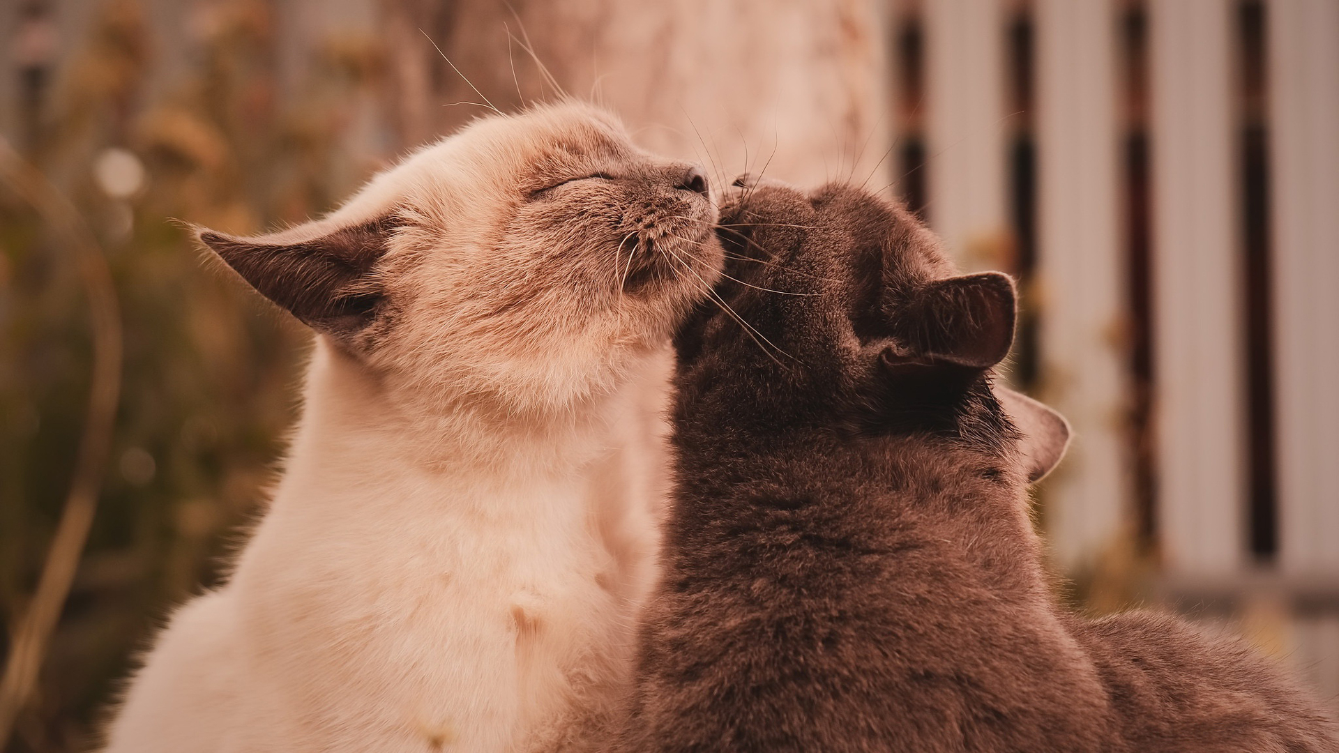 Free photo Two cats rubbing their faces against each other
