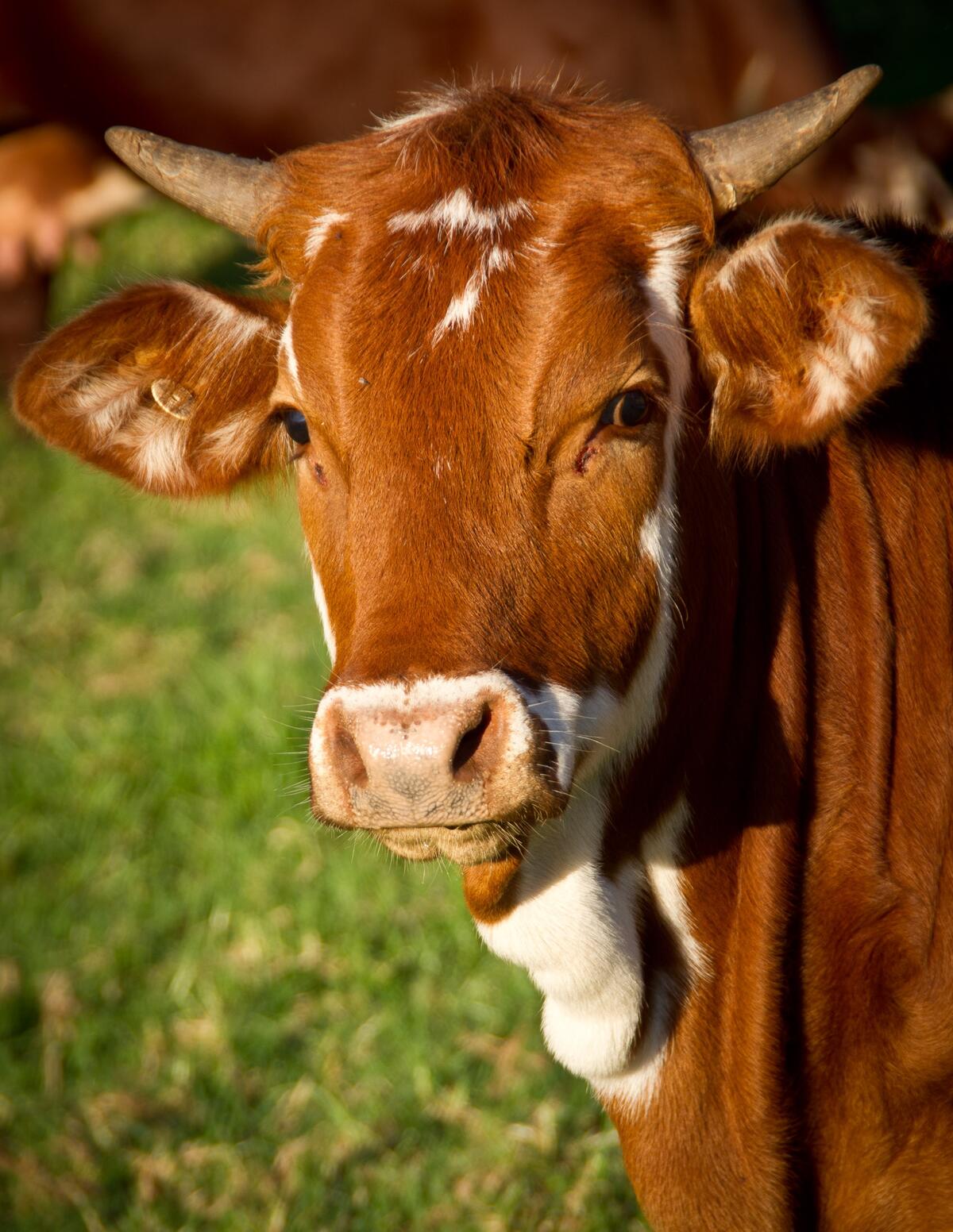 A red cow with horns