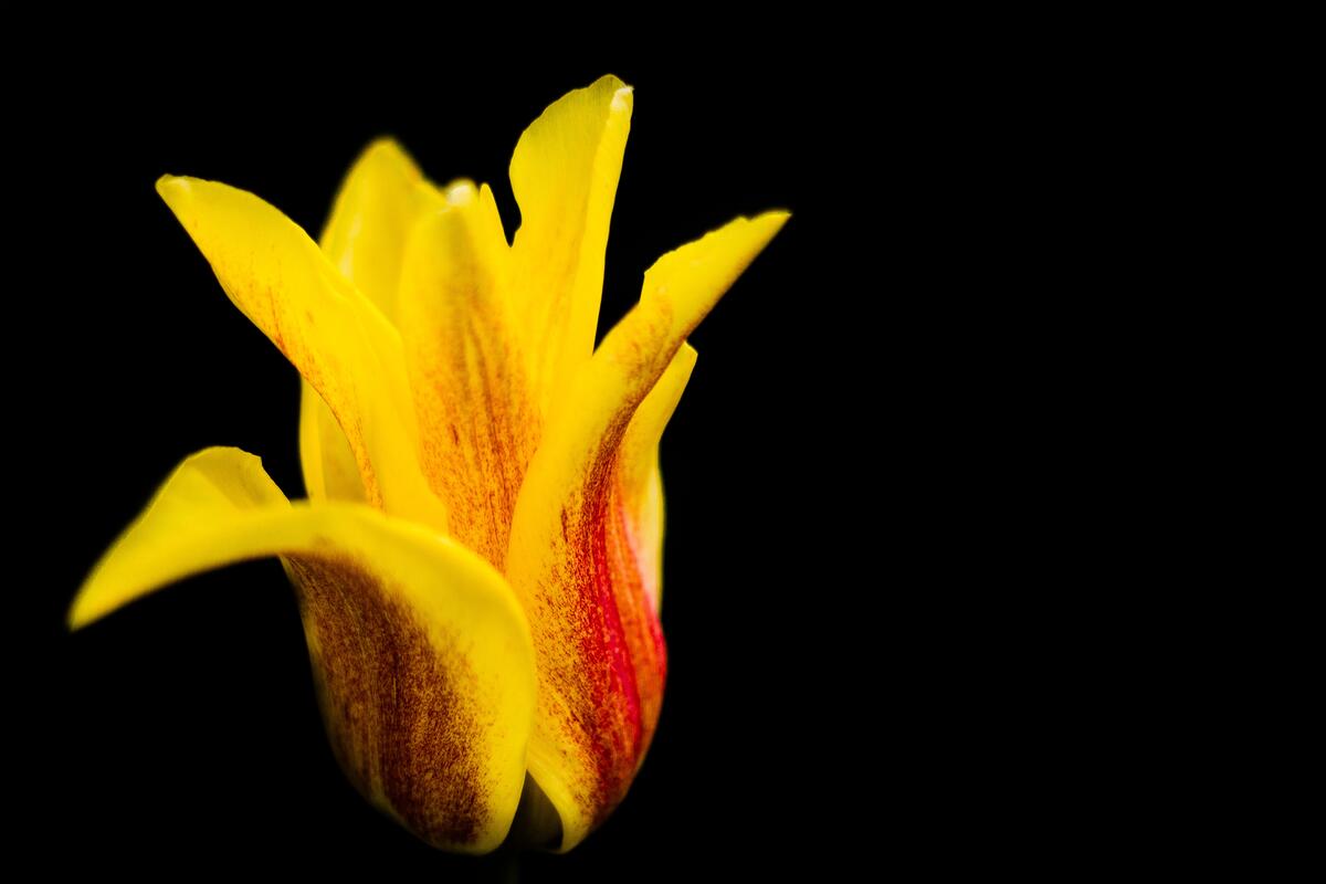 Жёлтый цветок тюльпана с красным оттенком на чёрном фоне