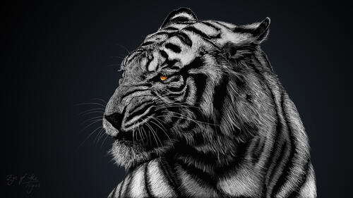 Злой тигр на монохромном фото